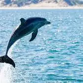  شوت کردن حرفه ای ماهی‌ها توسط دلفین‌های باهوش!