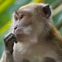 بازیابی حرکات دست و بازوی میمون‌های فلج