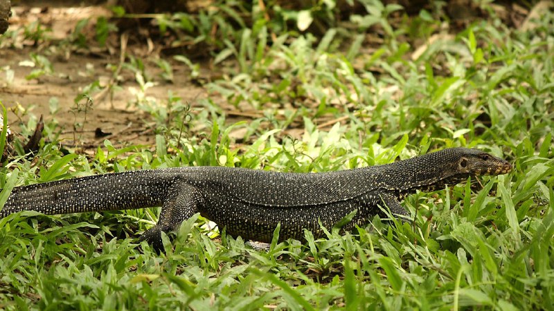 آزادی خزنده‌ای که بخت یارش نبود