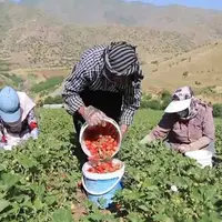 ۶۲ درصد کل تولید توت فرنگی کشور در استان تولید می‌شود