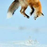 گول زدن روباه برای عکاسی از حالت شکار کردنش