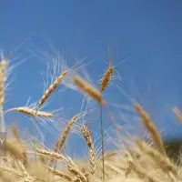 تدارک ۴۰۰ هزار تن بذر گندم برای کاشت