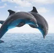نمایش دلفین ها جزیره هنگام