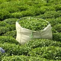 واردات چای ۴۹ درصد افزایش یافت