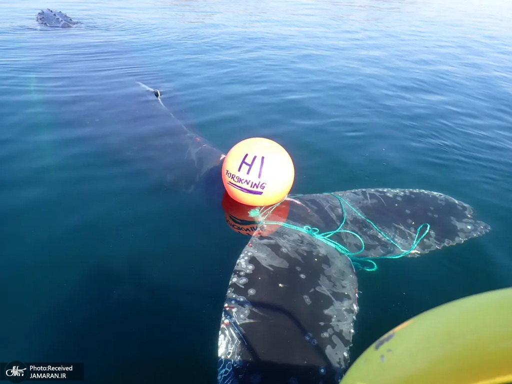 گیر افتادن نهنگ غول‌پیکر در طناب شناور