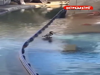 زندگی همیشه غافلگیری هاش رو داره!