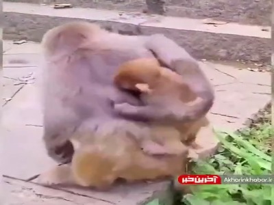 مثل بختک چسبیده ول نمیکنه!