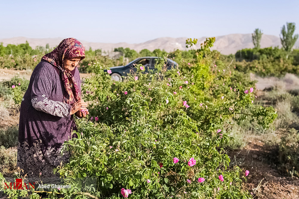  برداشت گل‌محمدی