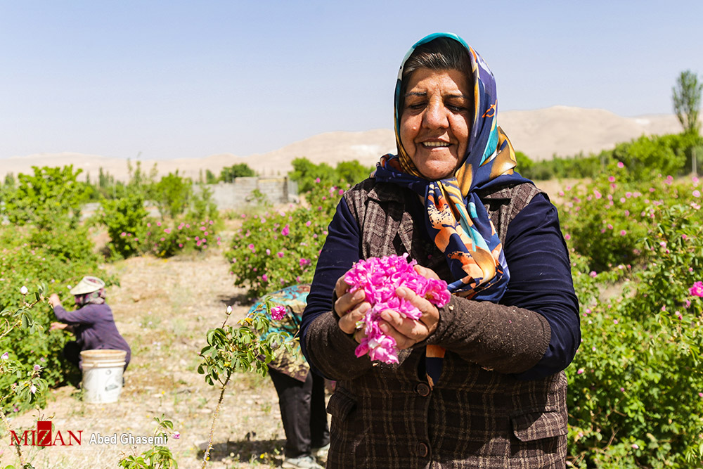  برداشت گل‌محمدی