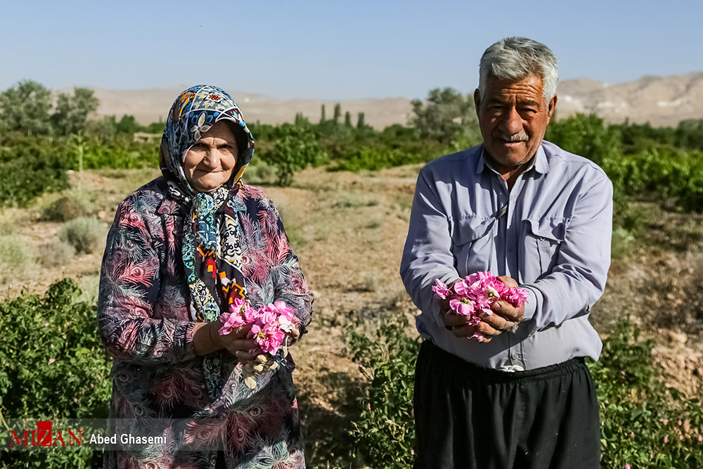  برداشت گل‌محمدی