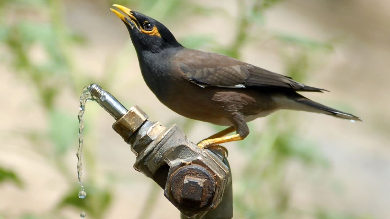 نجات یک پرنده از گرما