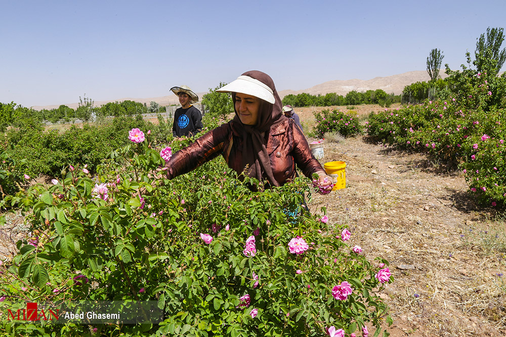  برداشت گل‌محمدی