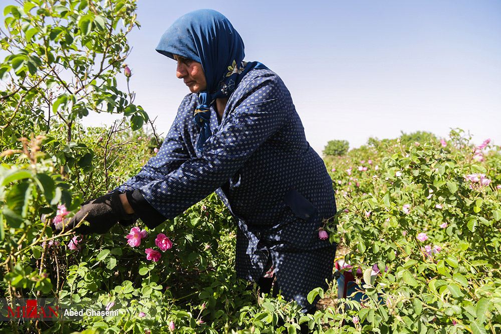  برداشت گل‌محمدی