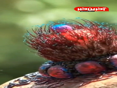 زیبایی مرگبارِ گیاه گوشت‌خوار!