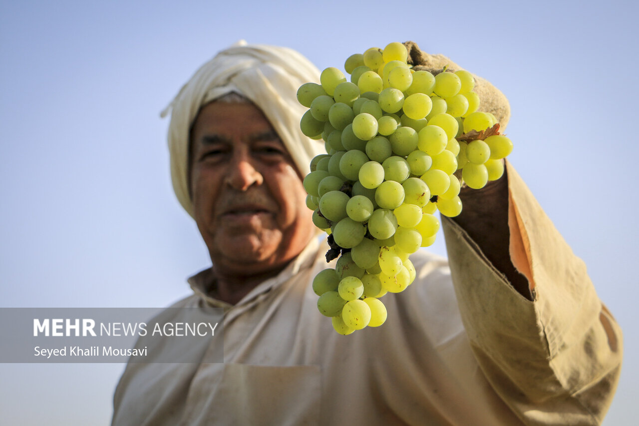 عکس/ برداشت انگور از تاکستان های غزاویه