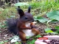بچه‌ سنجابی که برای اولین‌ بار آدم دیده