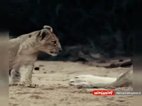 رابطه زیبای والد و فرزندی در خانواده شیرها 