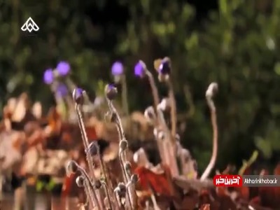 نماهنگ زیبای «معرکه» با آهنگسازی پازل بند