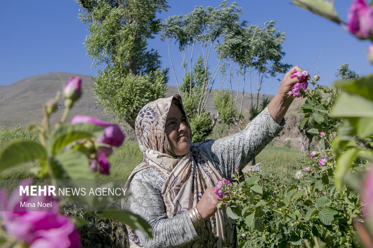 عکس/ برداشت گل محمدی در شهرستان اسکو