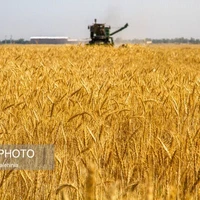 پیش‌بینی تولید ۹ هزار تن گندم آبی در خرمبید