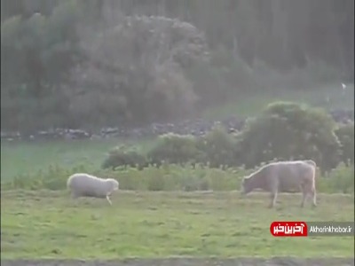 وقتی خیلی عصبانی میشی ولی زیادی هم مهربونی