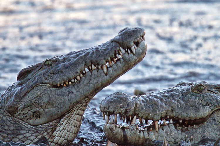 تلاش کروکودیل برای شکار خفاش