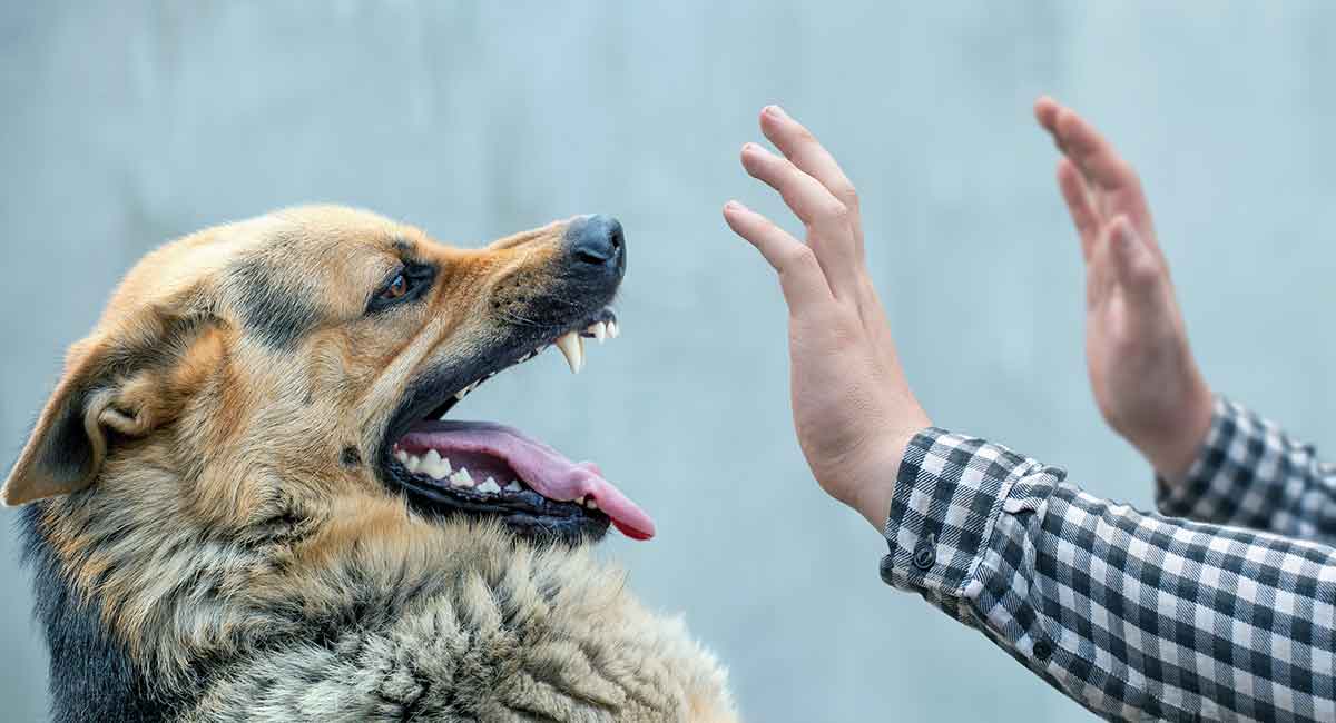 ترفندهای حفاظت در برابر سگ هار