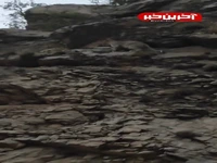 رویت یک قلاده پلنگ ایرانی در سپید دشت لرستان‌ ‌ 