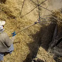 برداشت گندم در لرستان ۴۰ درصد افزایش یافت