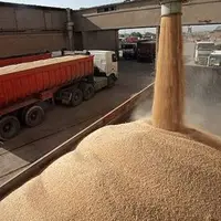 تحویل ۵۰ هزار تن گندم به سیلو‌های استان مرکزی