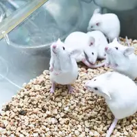 کلون‌سازی موش با استفاده از سلول‌های پوست خشک شده انجمادی برای اولین بار در جهان