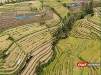 تصاویر هوایی از مزارع برنج در اندونزی