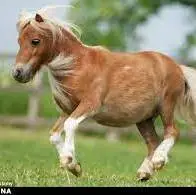 کوچکترین اسب جهان