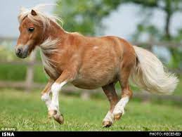 کوچکترین اسب جهان
