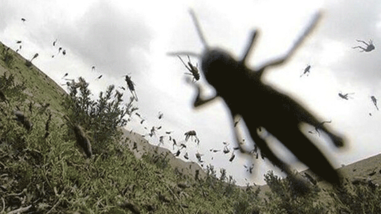 حمله جیرجیرک ها به مزارع در آمریکا