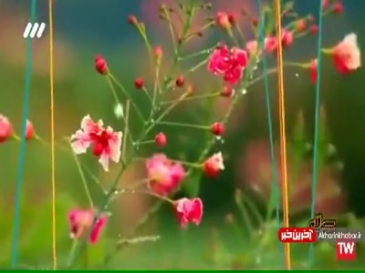 نماهنگ «نگارا» با صدای مهدی یغمایی