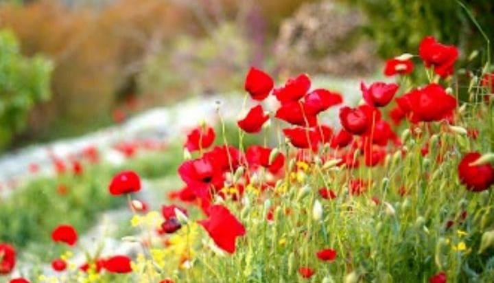 آهنگ محلی/ ساز و آواز خراسانی به نام «همدلی»