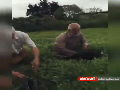 برداشت چای را از نزدیک ببینید