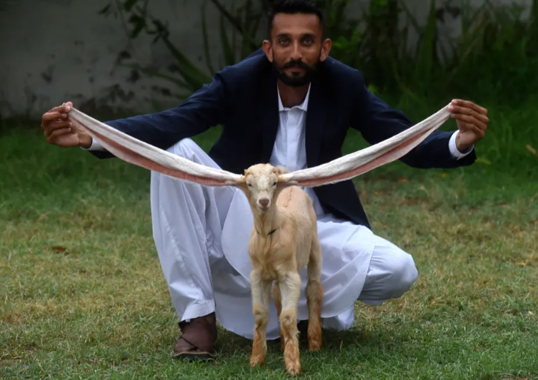 گوش درازترین بز جهان در کراچی پاکستان