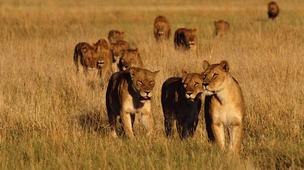 بازگرداندن حیات وحش به اکوسیستم