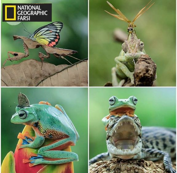 وقتی طعمه بالای سر باشد و نتوان آن را شکار کرد!