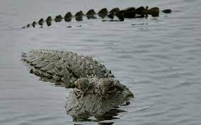 کمین حرفه ای تمساح برای شکار