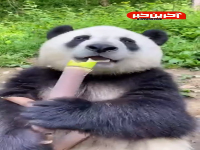 پانداها خیلی خوبن