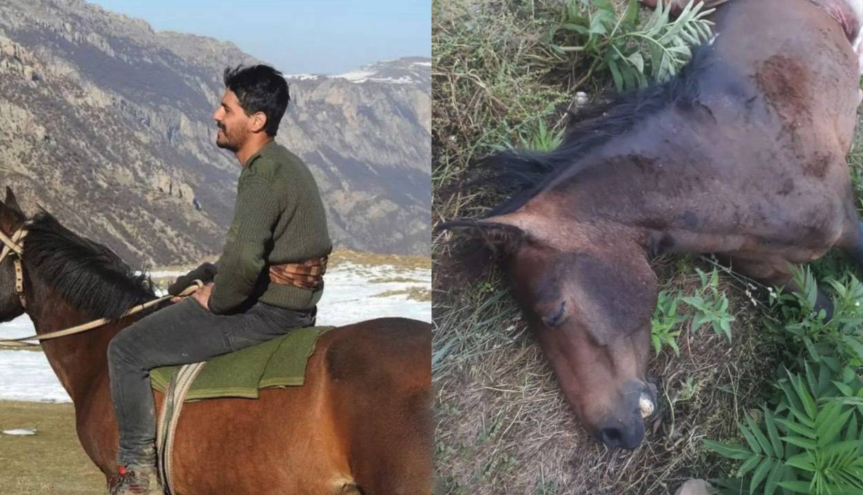 بلایی که شکارچیان بر سر «کمند» آوردند