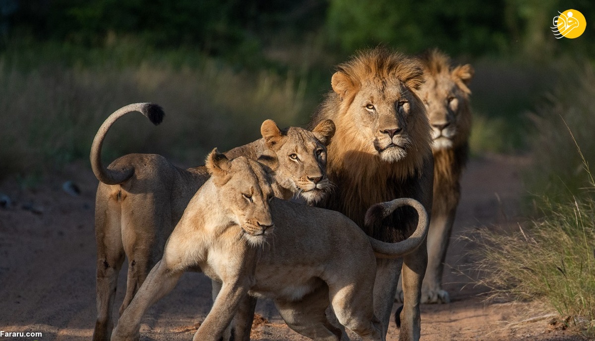 وقتی شیر غریبه وارد قلمرو شیر‌ها می‌شود!