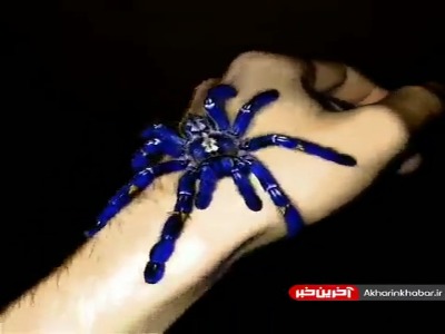 زیباترین و مرگبارترین رتیل جهان؛ آبی جذاب اما سمی!