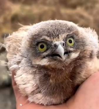 نگاه خشمگین این جوجه ها رو ببینید