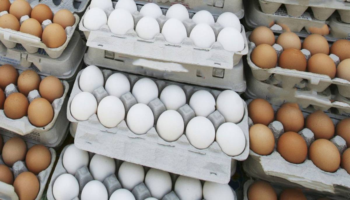 قیمت جدید تخم مرغ اعلام شد