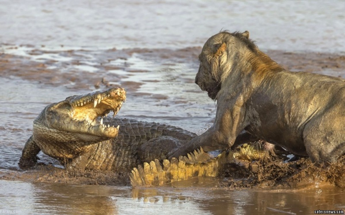 شیر شجاع در محاصره تمساح‌ها