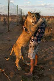 واکنش عجیب شیرها پس از گذشت زمان طولانی به مربی شان!